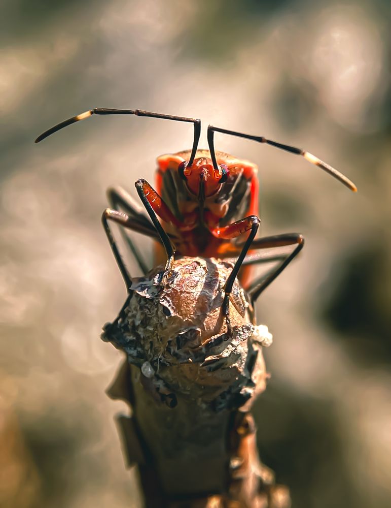 Photograph by Ekra Tasfia