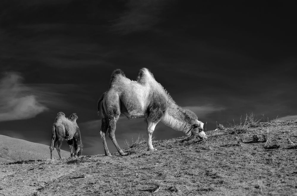 Photograph by Николай Васильев