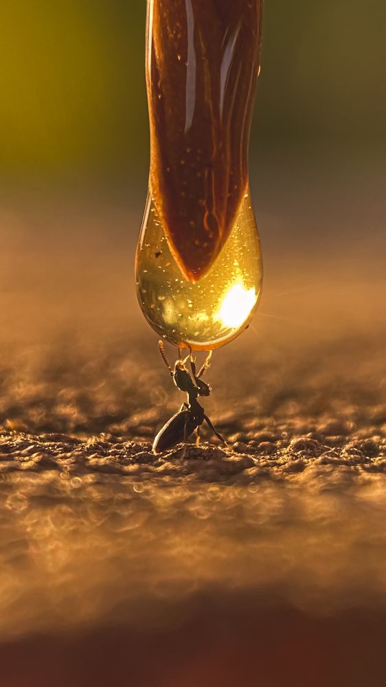 An ant is drinking