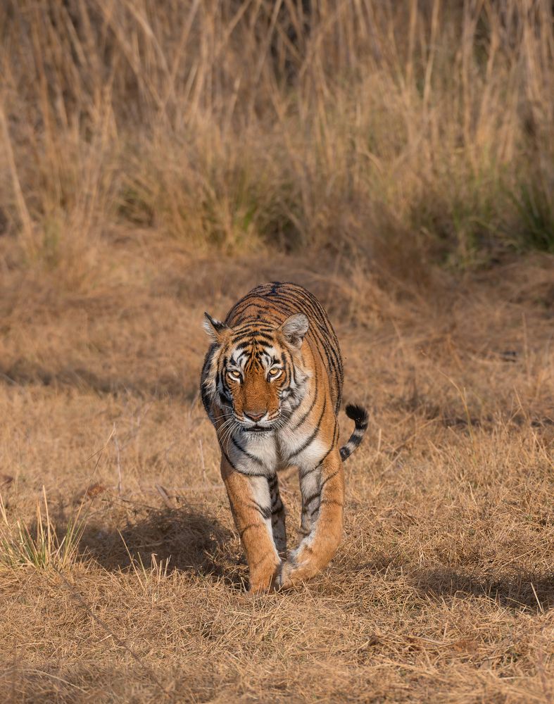 Tyger, Tyger Burning Bright