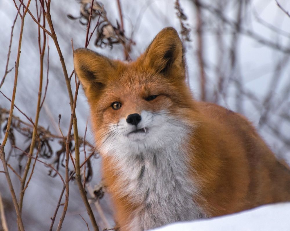 Рыжая Камчатская лисица