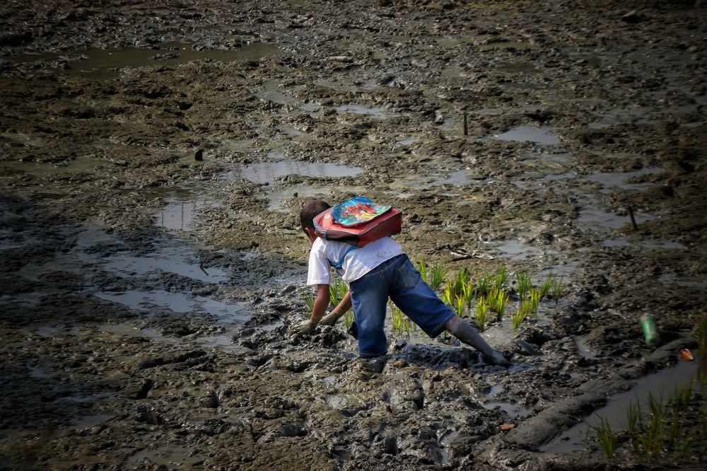 A school boy and Paddy field