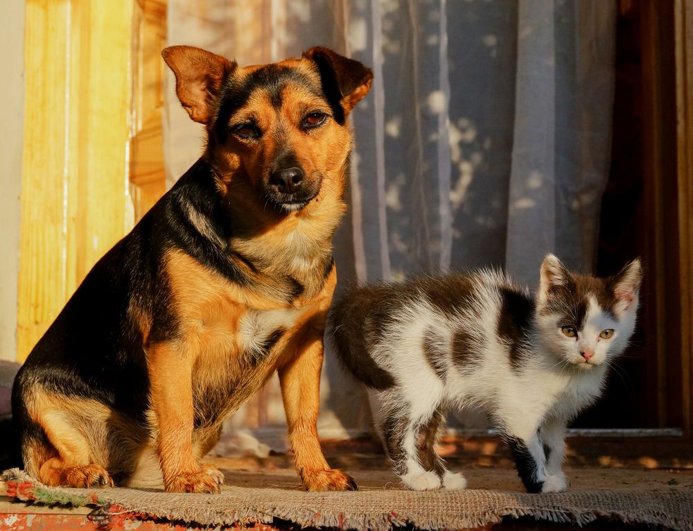 Фотография автора Toma Bervetsky