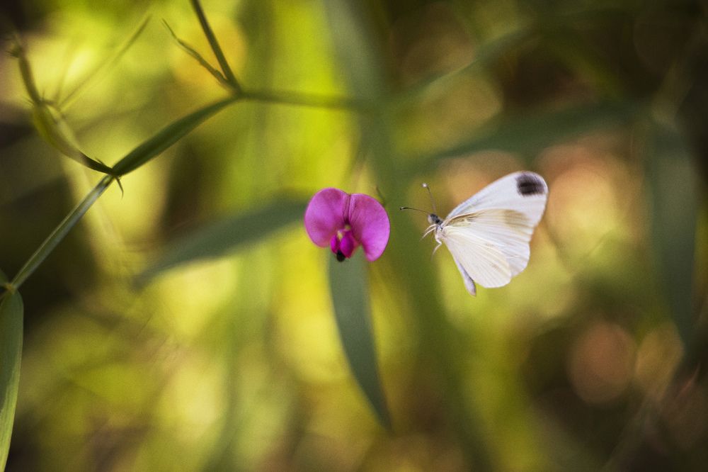 Photograph by Екатерина Мезенова