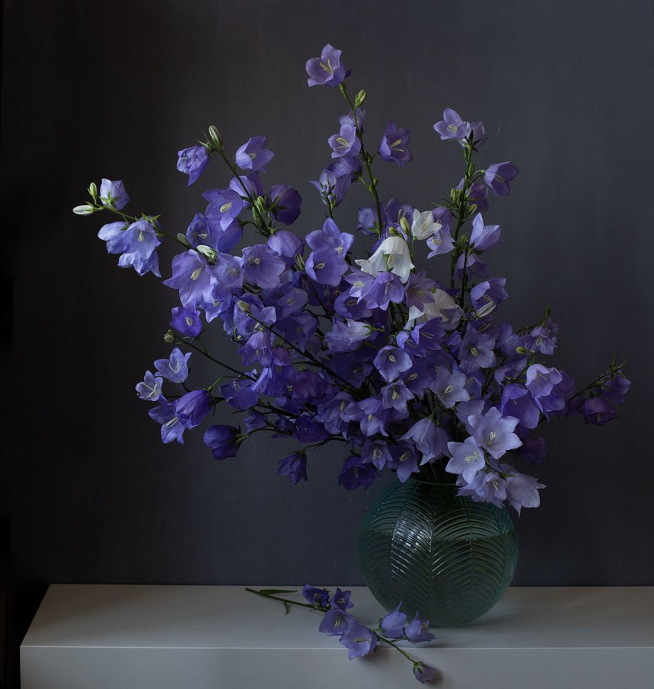 Фотография автора Алина Ланкина