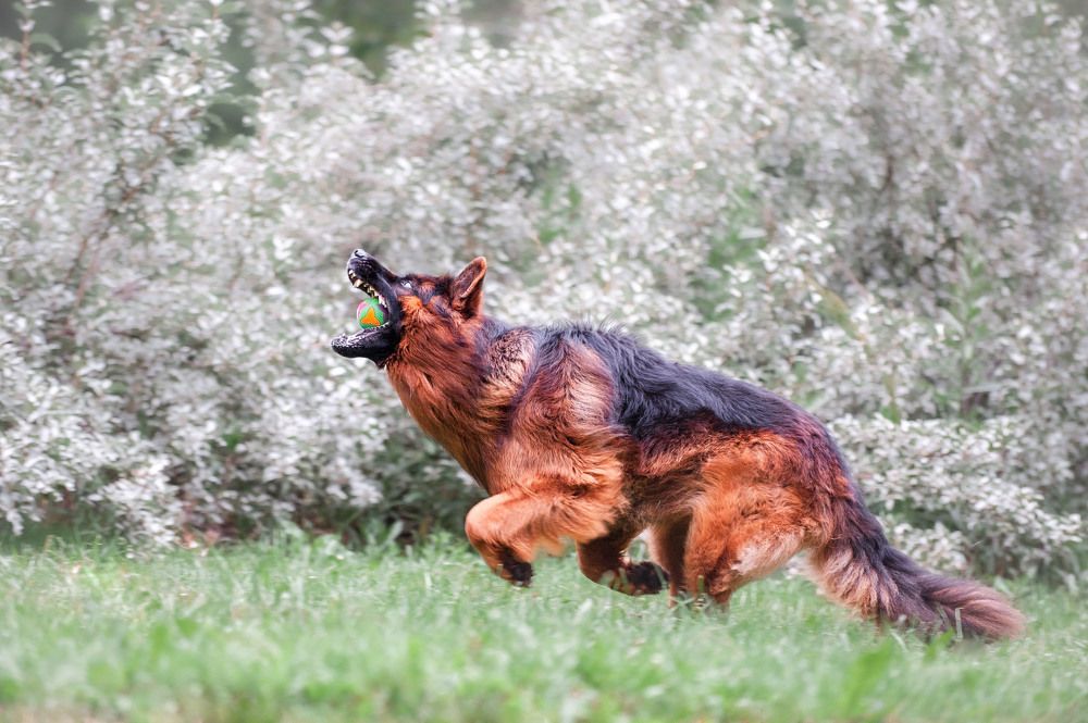 Photograph by Lesnoe Photo