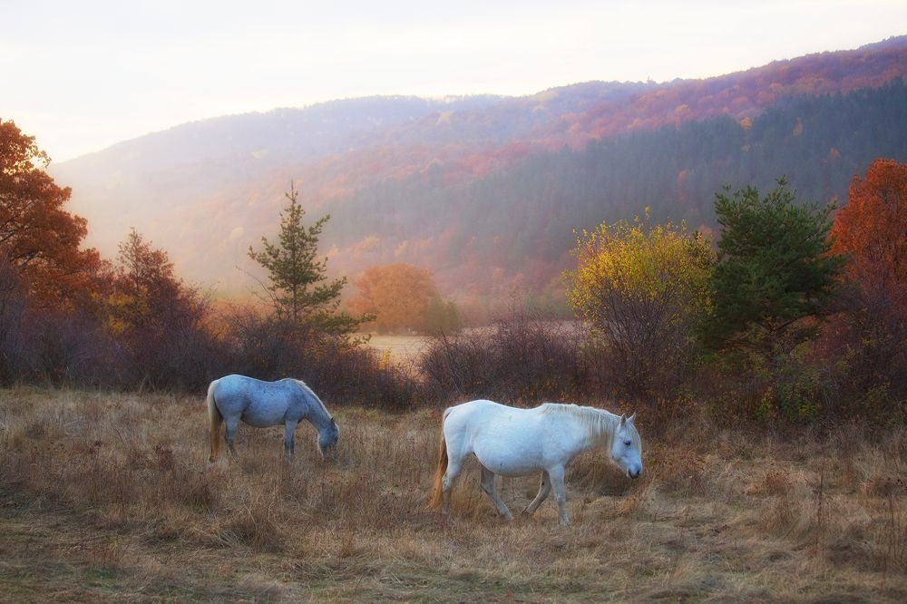 Autumn in the mountain