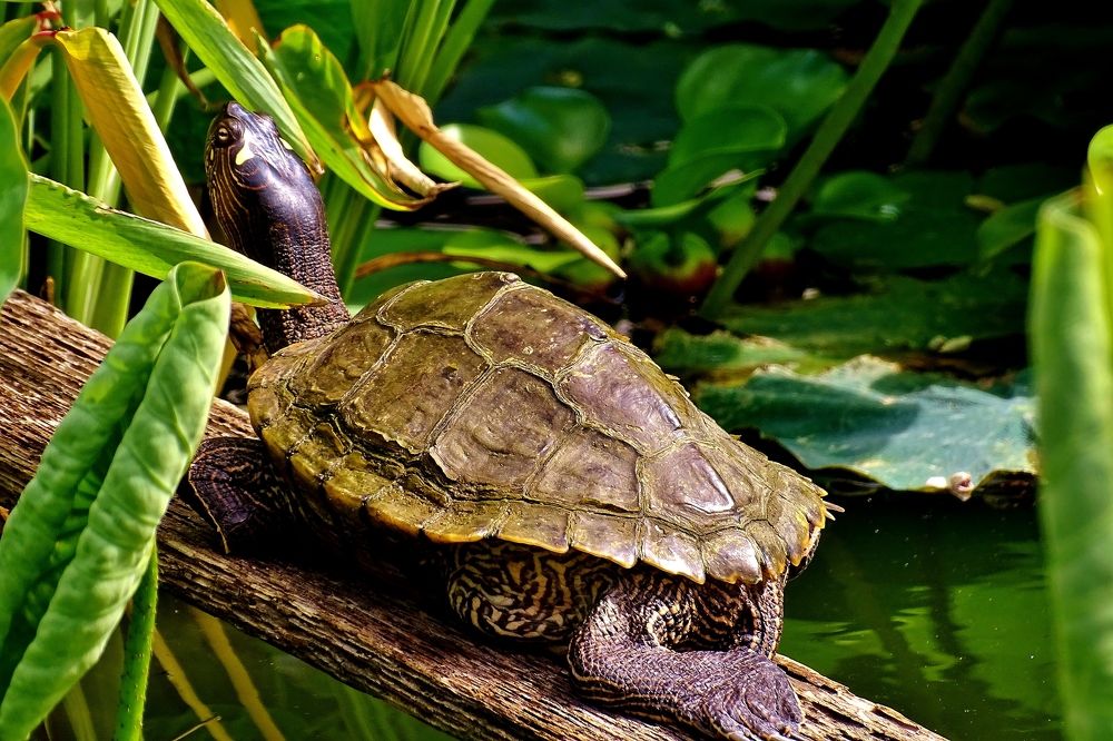 Photograph by backareva irina