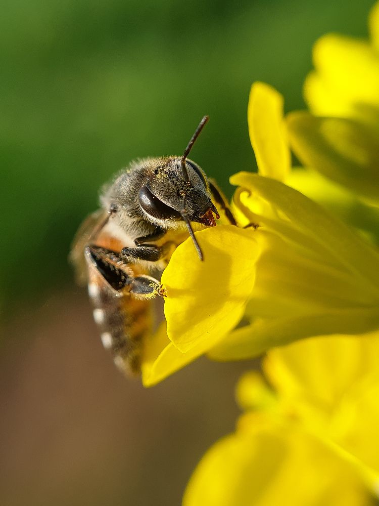 Фотография автора Vikram Trivedi