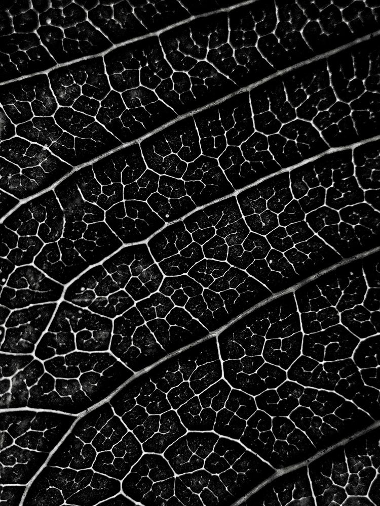 Leaf Abstract