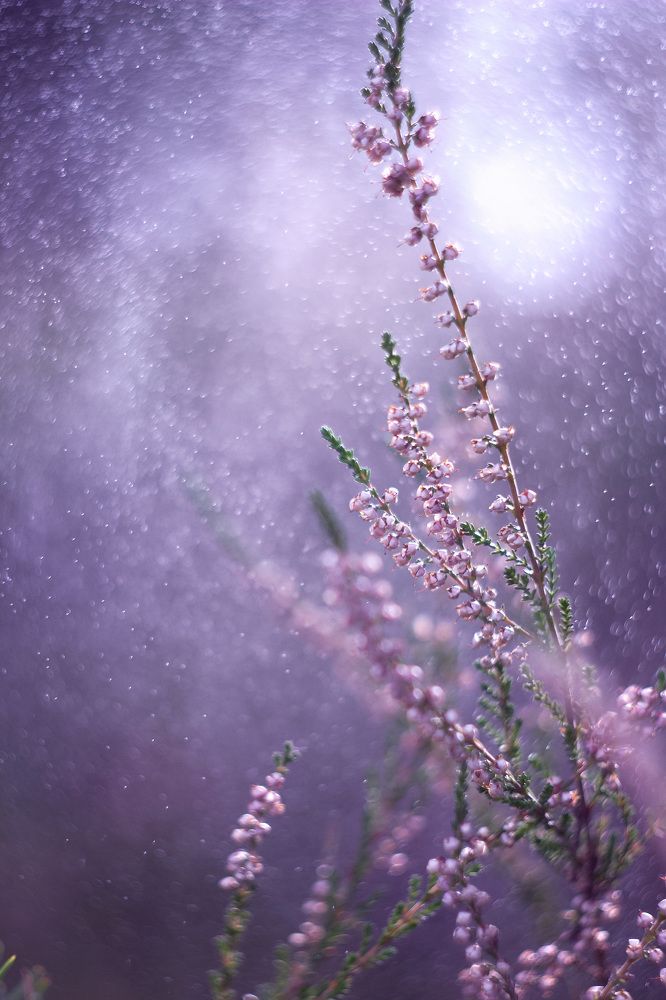 Photograph by Екатерина Мезенова