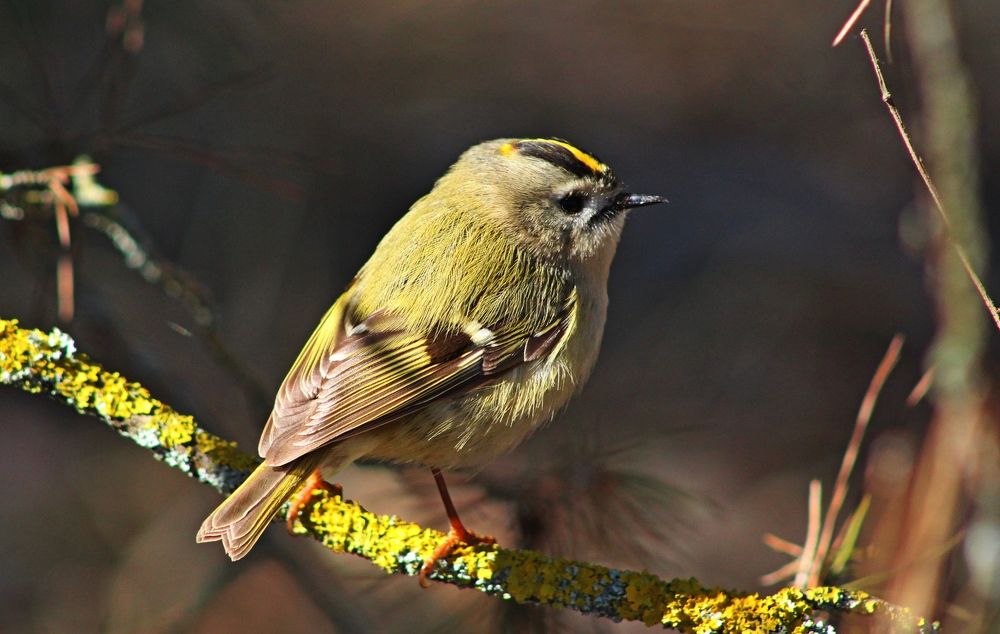 Photograph by Galina Tsmyg