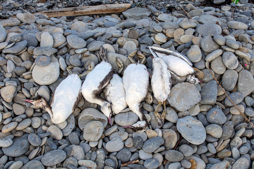 Photograph by Сергей Христинич