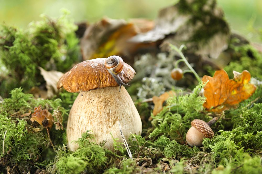 Photograph by Шруб (Беляева) Татьяна