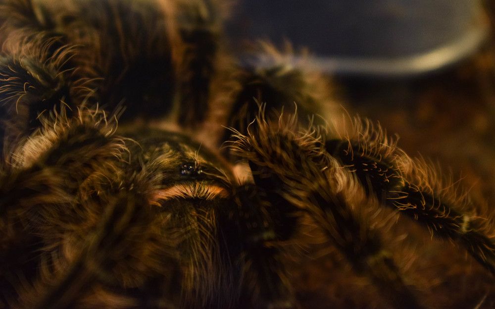 Photograph by Алена Менщикова