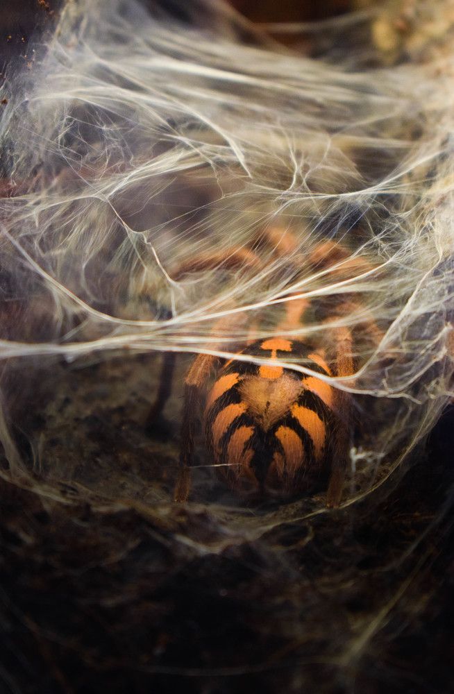 Photograph by Алена Менщикова