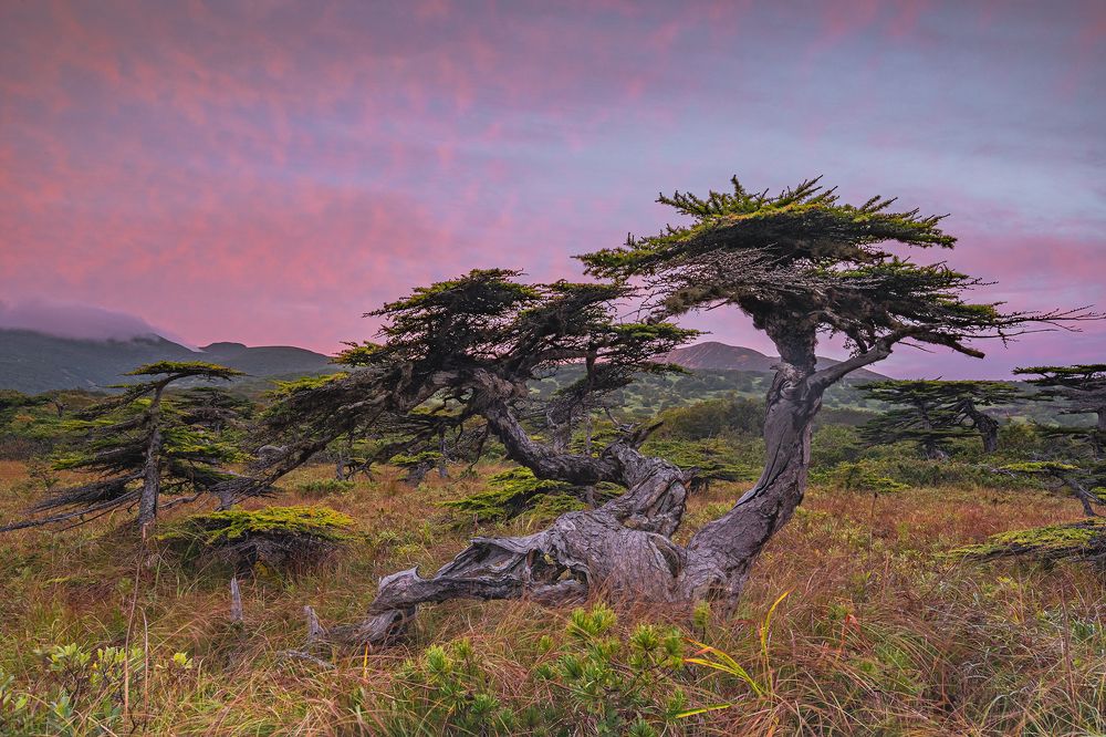 Курильский  бонсай