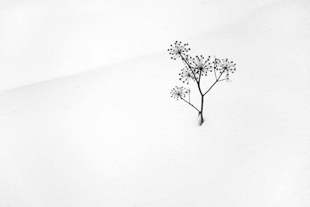 зимний букет