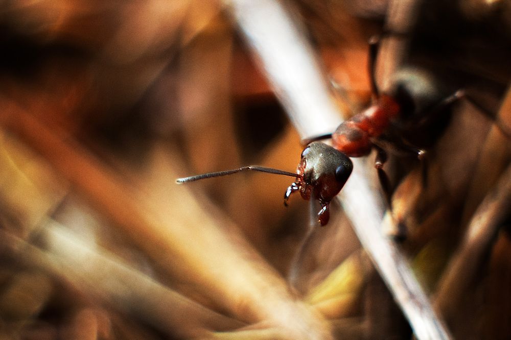 Photograph by Екатерина Мезенова
