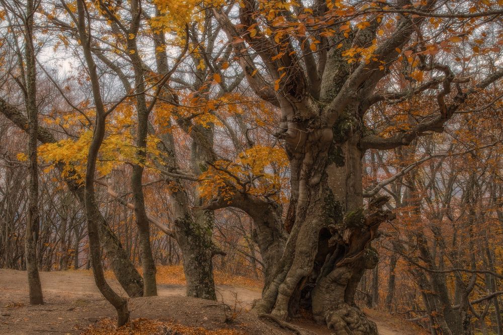 Photograph by Гусева Елена