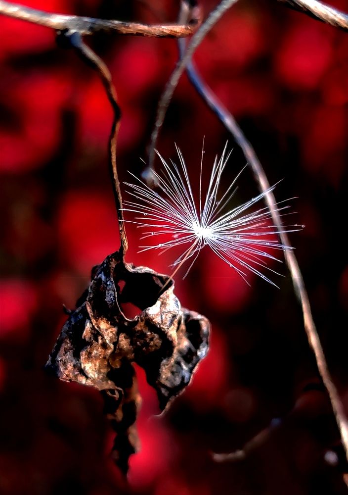 Photograph by Инна Макарчук