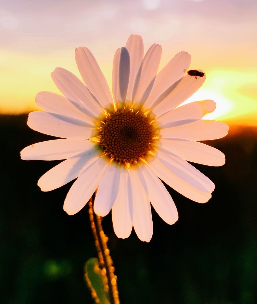 Photograph by Инна Макарчук