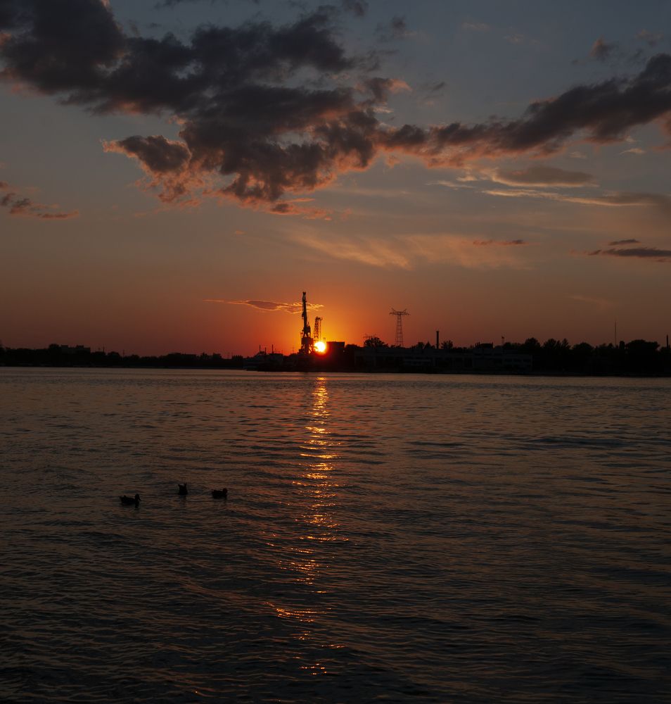 Three mallards at sunset