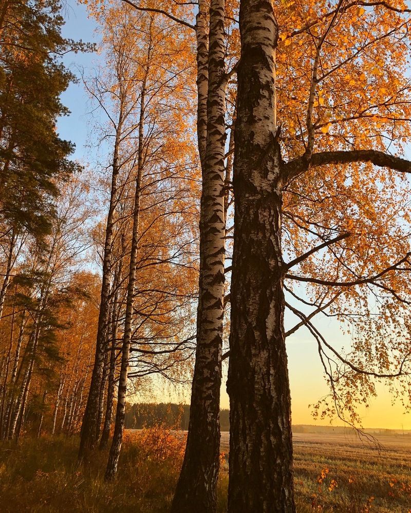 Photograph by Лариса