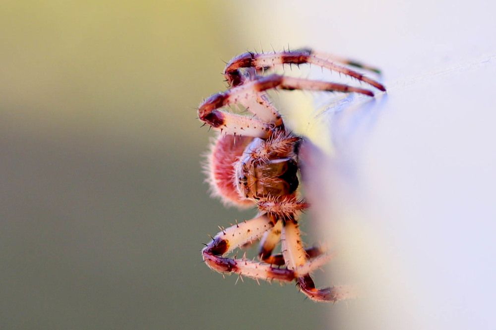 Photograph by Gregor Kobilica