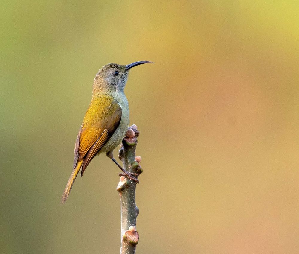 Photograph by Norbu Wangdi