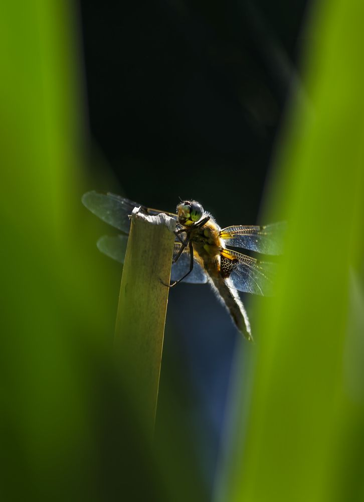 Photograph by Полина Васеева