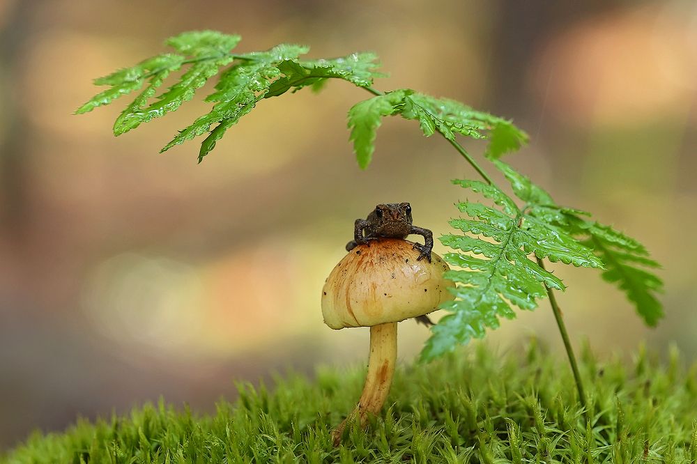 Photograph by Sokolova Tatiana