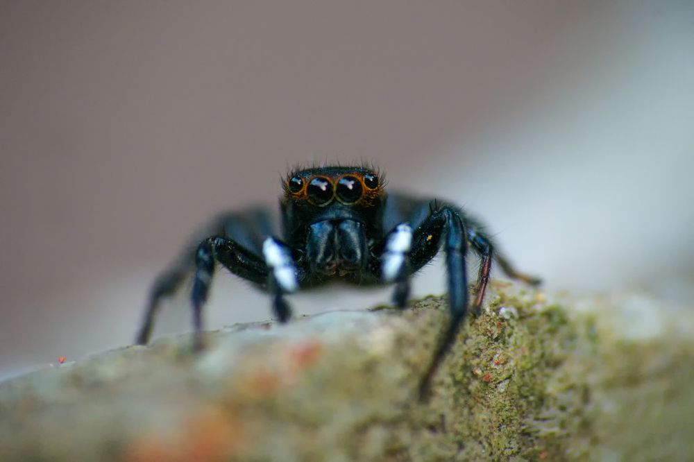 Photograph by rajesh therthala veedu