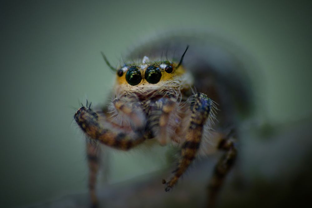 Photograph by rajesh therthala veedu