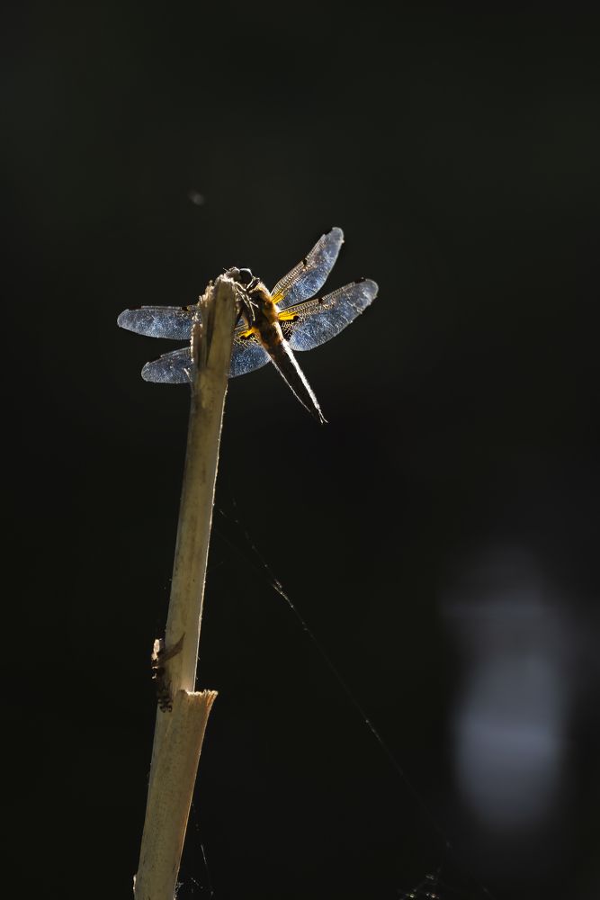 Photograph by Полина Васеева