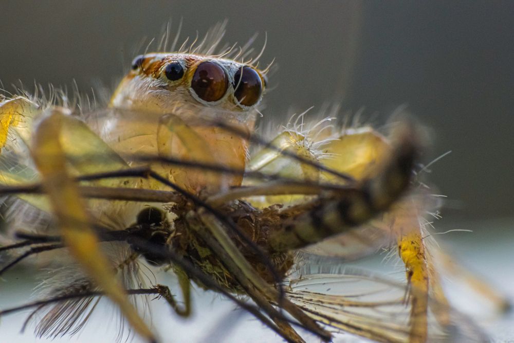 Photograph by Desikan Venkataraghavan