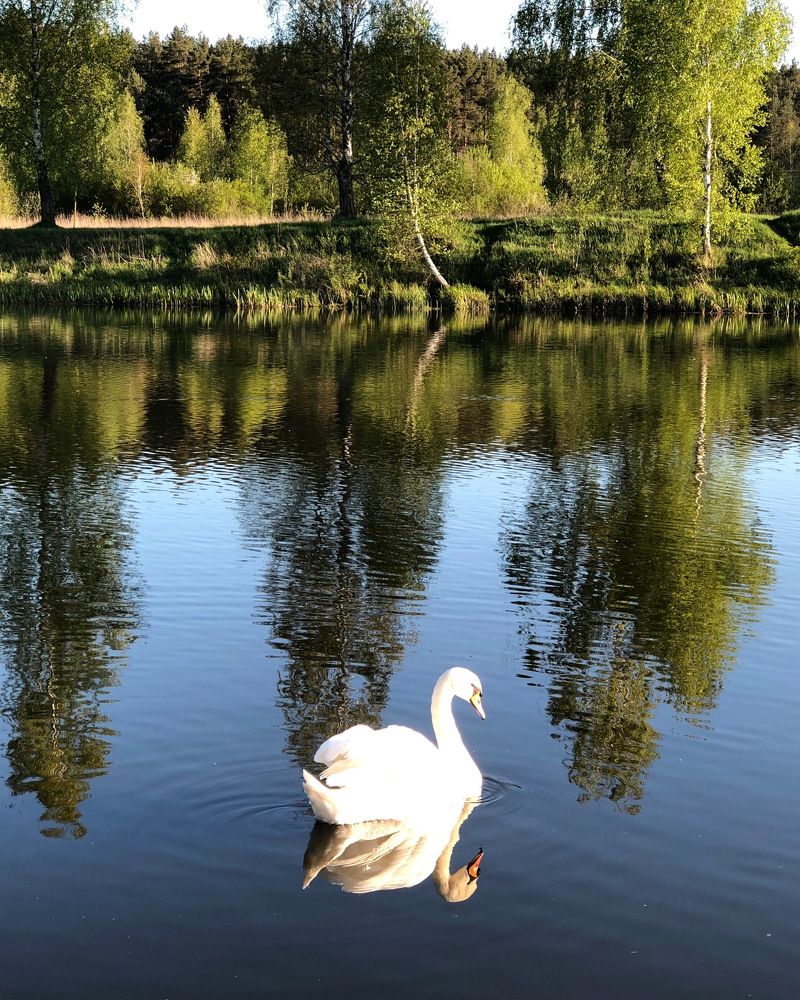 «…А белый лебедь на пруду…»
