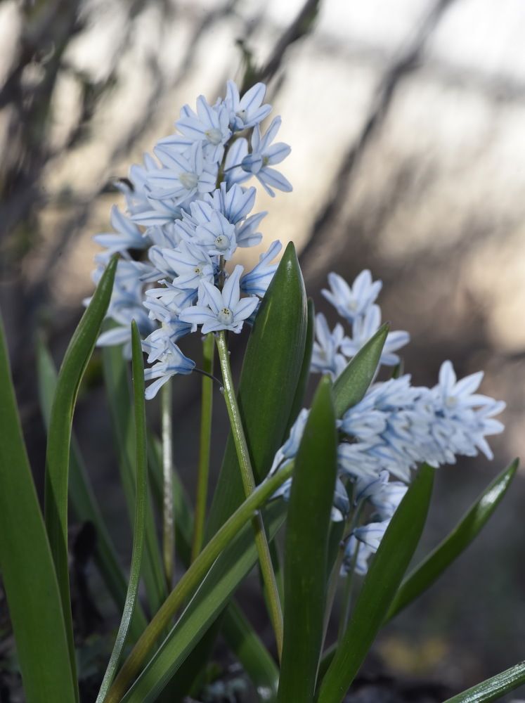 Photograph by Людмила Воропаева