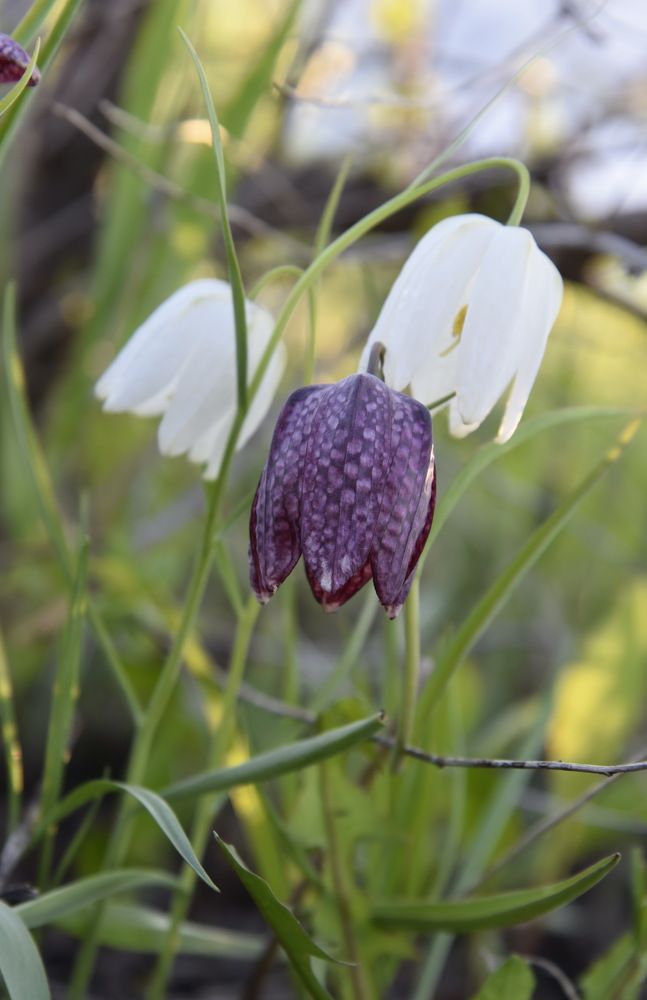 Photograph by Людмила Воропаева