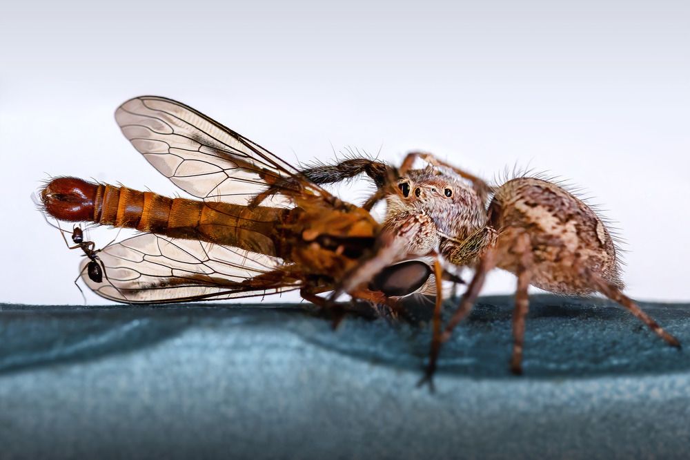 Photograph by Anas Shalash