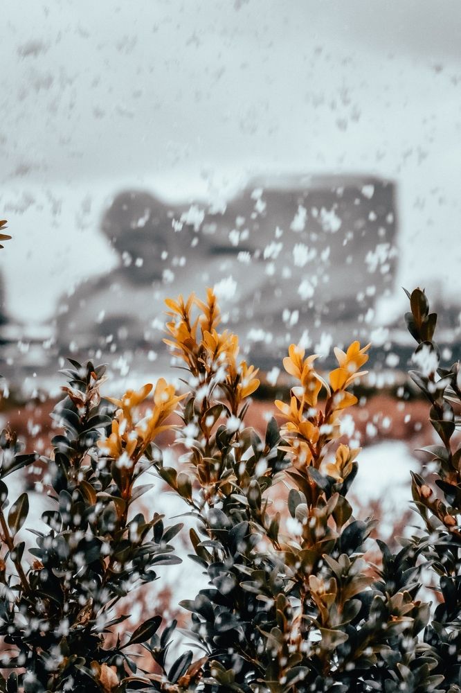 Photograph by Sen Music