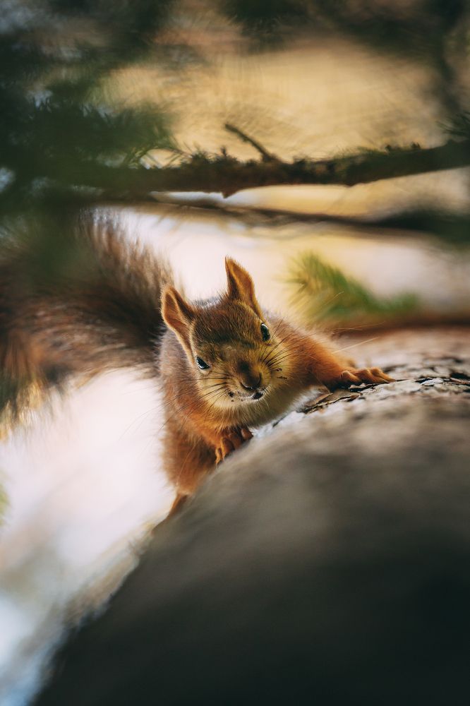 Squirrel Portrait