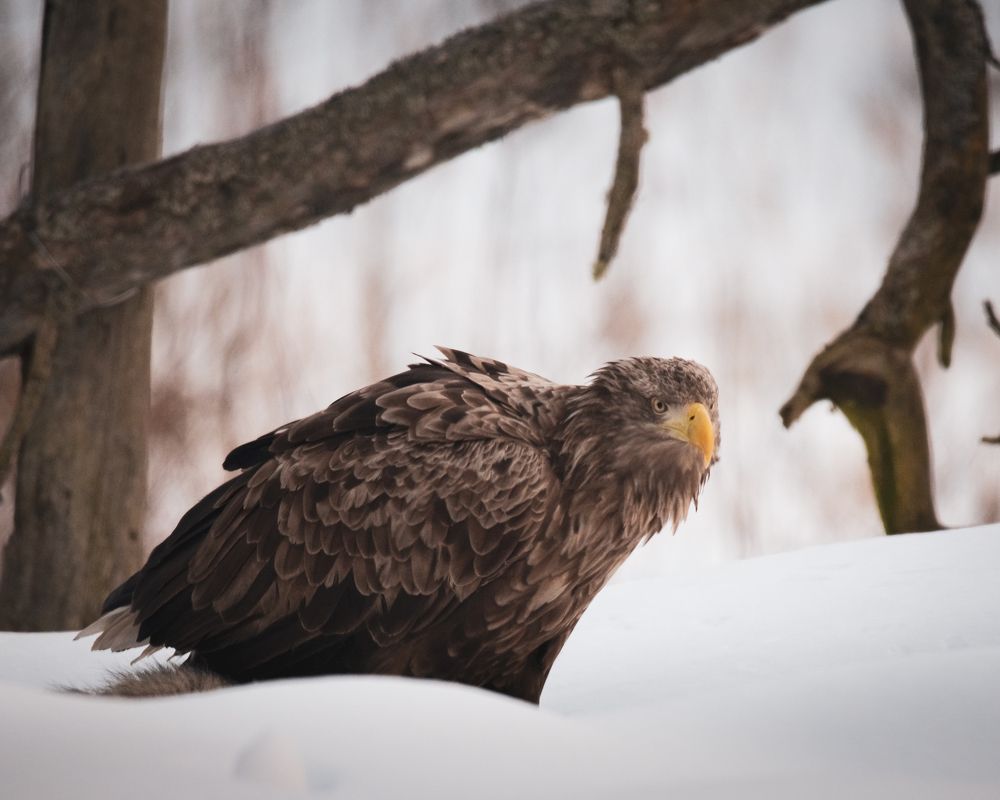 Красный Бор - Орлан-Белохвост