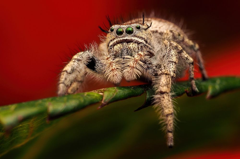 Photograph by Richard Kubica