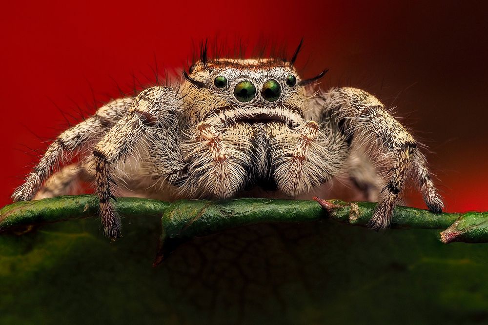 Photograph by Richard Kubica