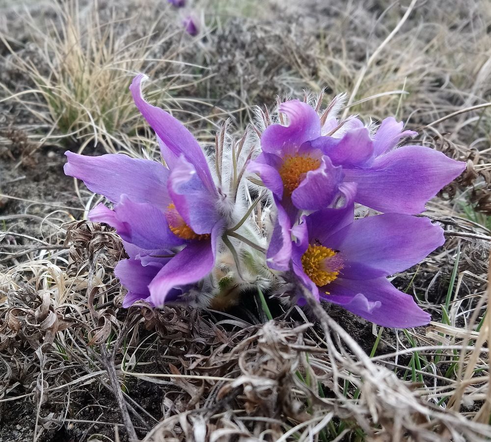 Photograph by Людмила Воропаева