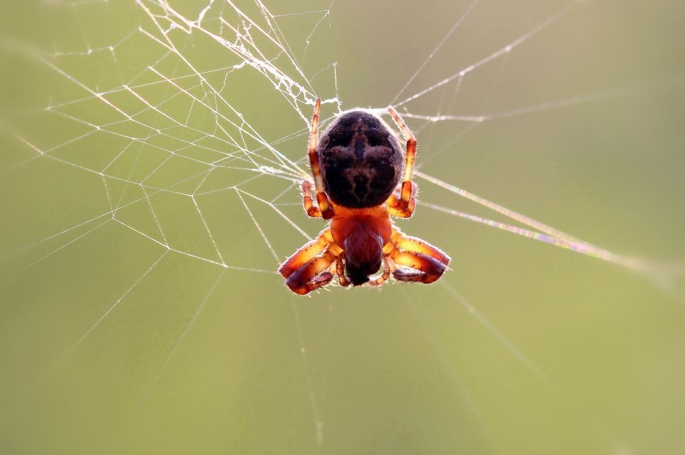 Photograph by Любовь Саханова