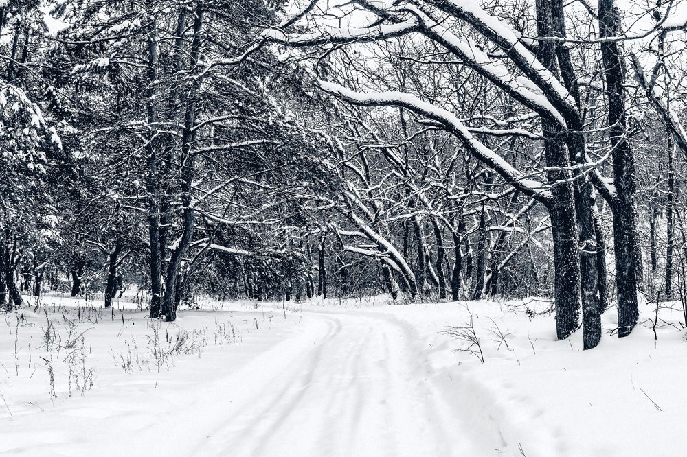 По лесной дороге