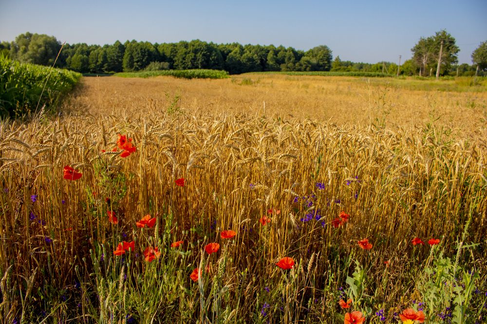 КРАЙ ПШЕНИЧНОГО ПОЛЯ