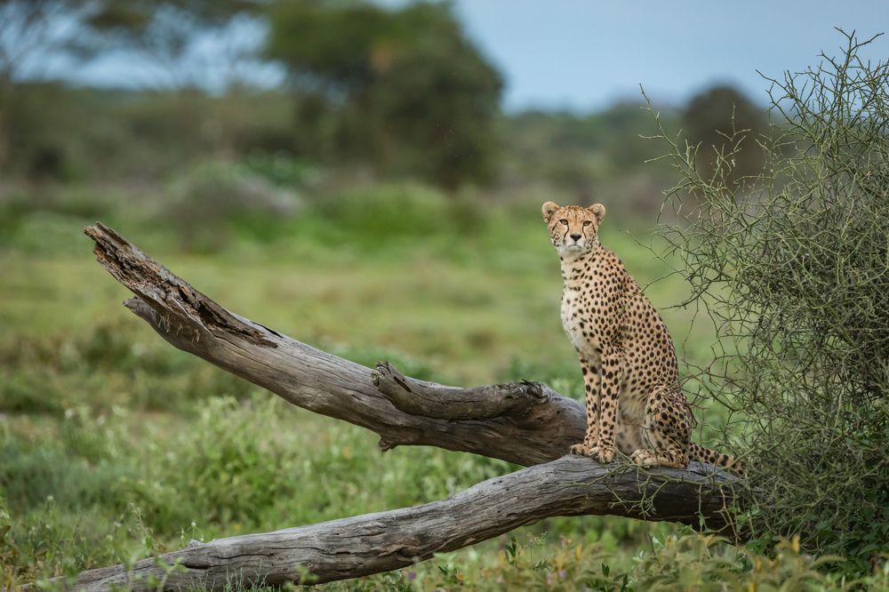 Фотография автора Patrick Hozza